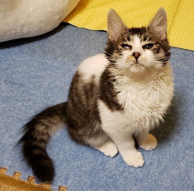 飼い主を見上げる生後3カ月の猫