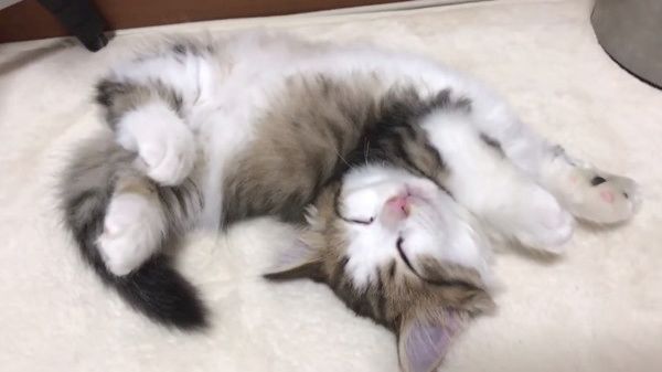 熟睡する猫