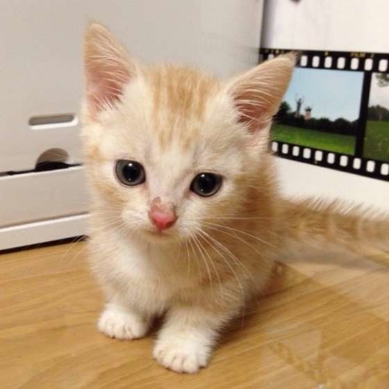 マンチカンの子猫