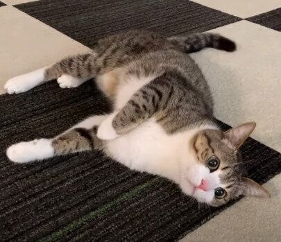 うねうねダンス」が止まらない猫と、その様子を無表情で見る猫の温度差