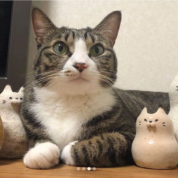 Hachinocoさんの陶芸作品と愛猫のタビちゃん