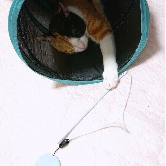 遊び疲れて寝落ちするミケ猫