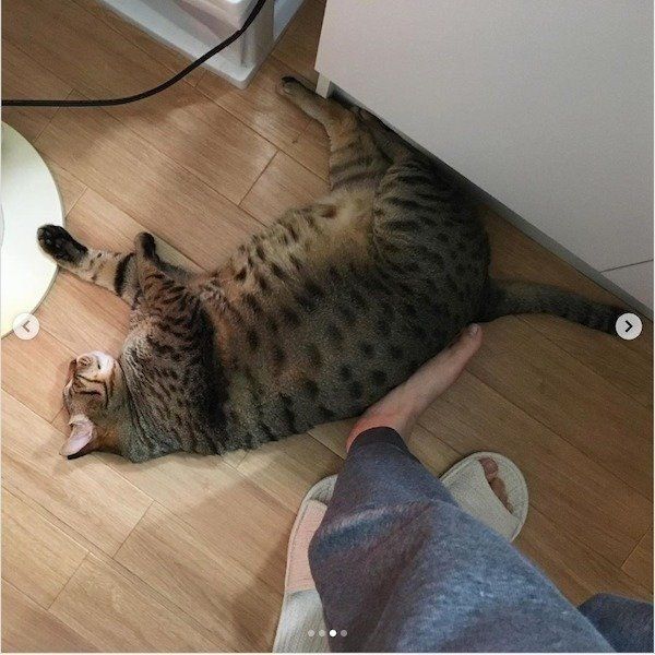 どかないこんぶくん