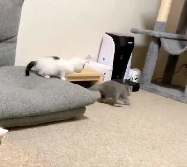 逃げるトエルちゃん