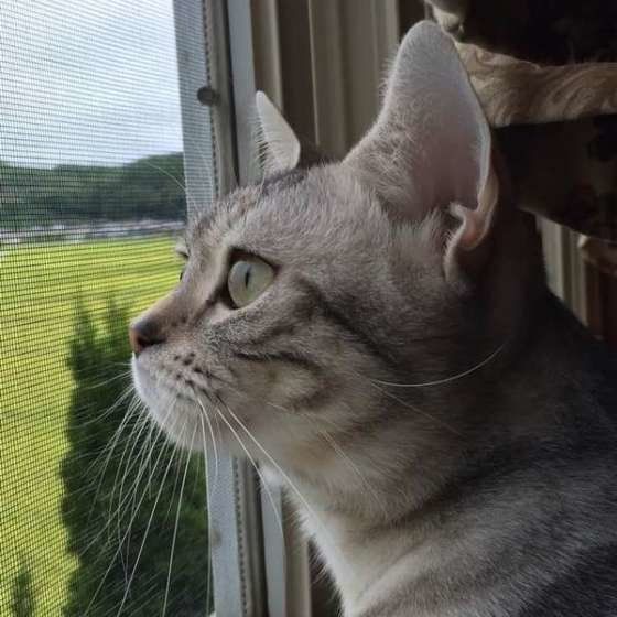 外を見る猫