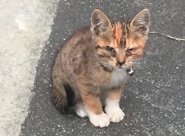 迷い猫