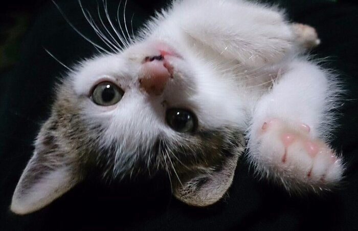 あどけない表情の猫