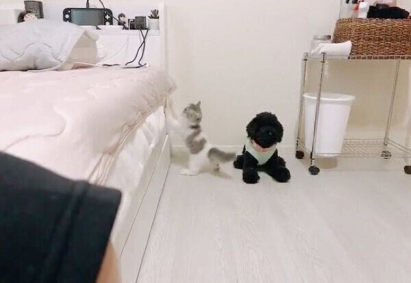 ベッドに登れないテミーちゃん