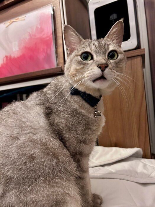 座って飼い主を見る猫