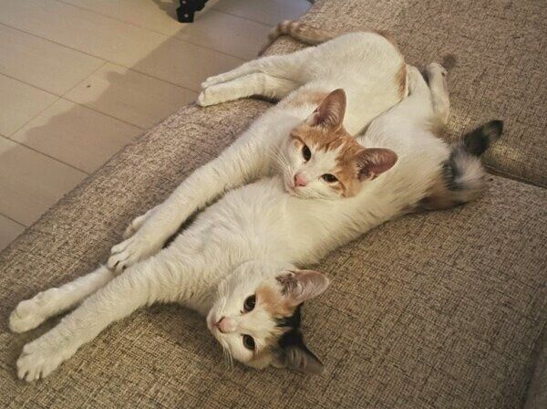 ソファでまったりするはちくんとこまちゃん