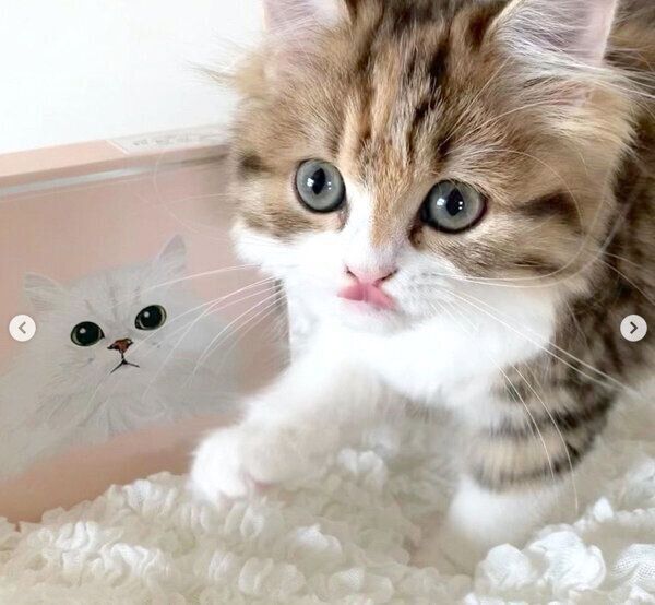「にゃんチー」のパッケージと一緒に写るアナちゃん