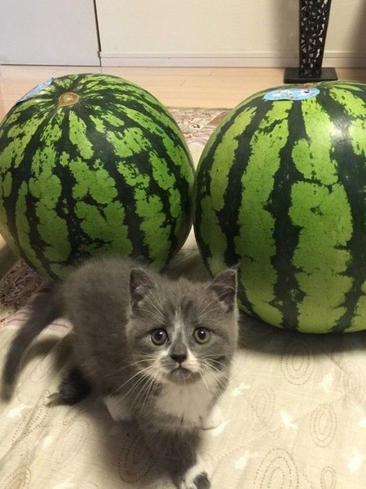 すいかと猫
