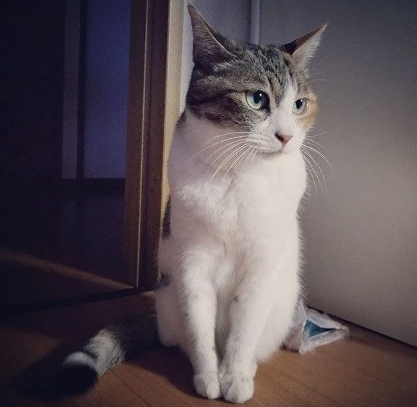 座る猫