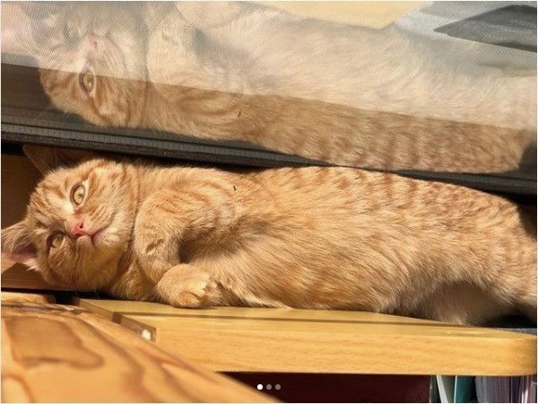 隙間猫