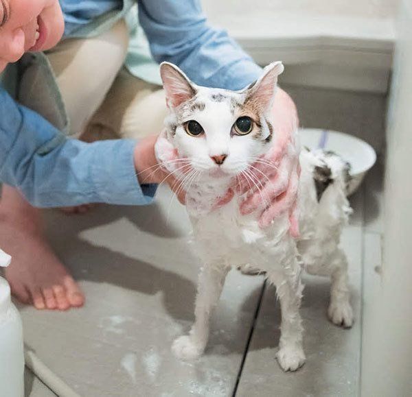 シャンプーされる猫