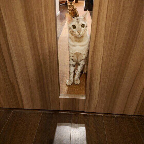 ベンガル