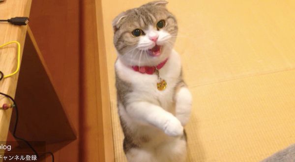 見つめる猫