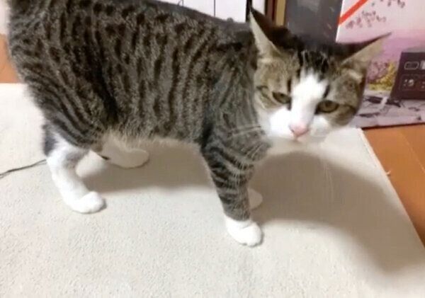 見つめるオデコちゃん