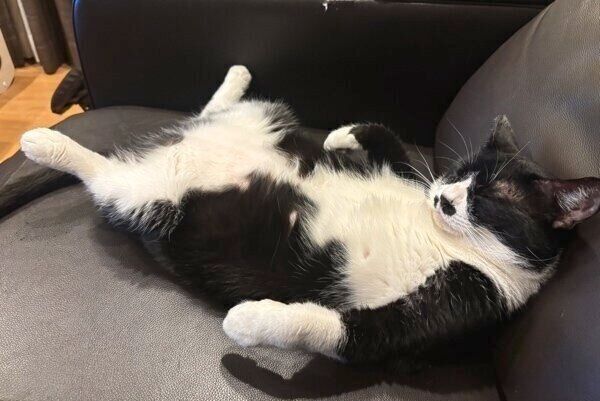 人のようにくつろぐまるもちゃん