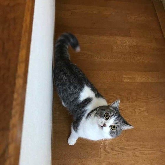 見上げるスコティッシュフォールド
