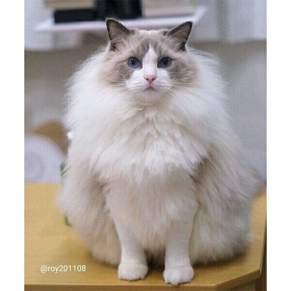 いつの間にか「冬支度」をしていた猫が話題に 冬毛になったのが