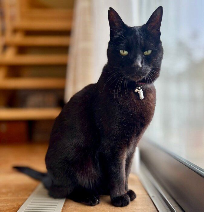 カメラを持つ飼い主さんを見つめるルドルフくん