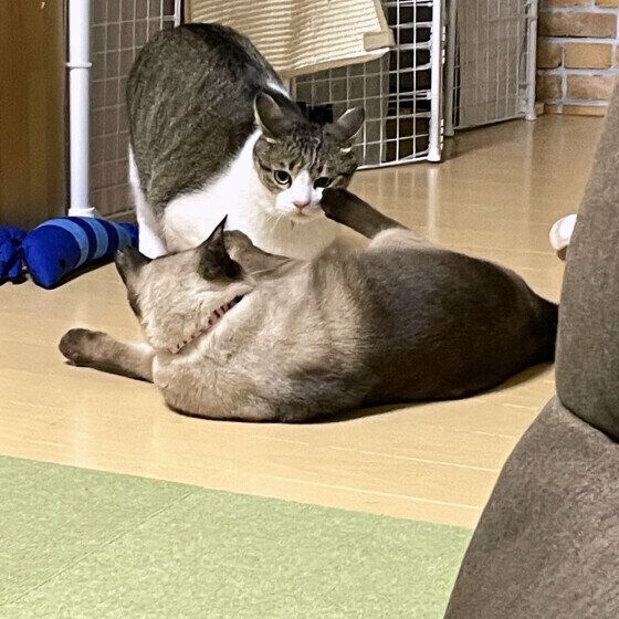 取っ組み合いをする茶白猫