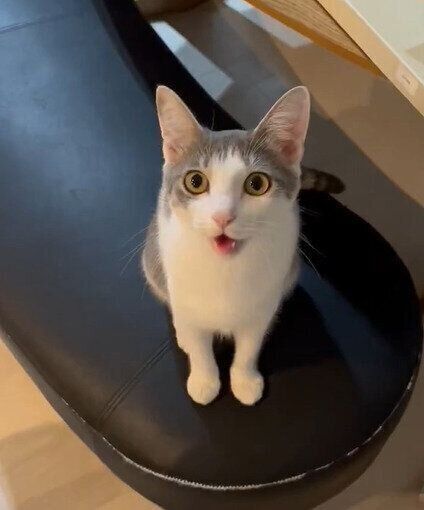 飼い主を見つめる猫