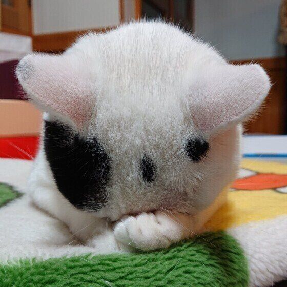 ごめん寝する猫(MIX、メス)