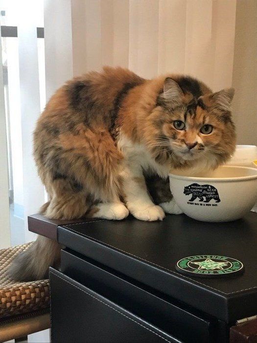 水飲み猫