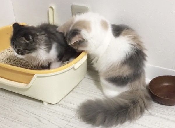 見つめる猫