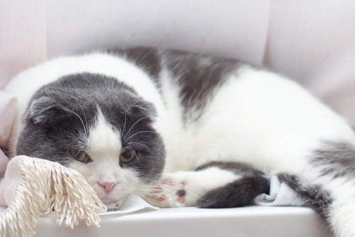 黒白の猫