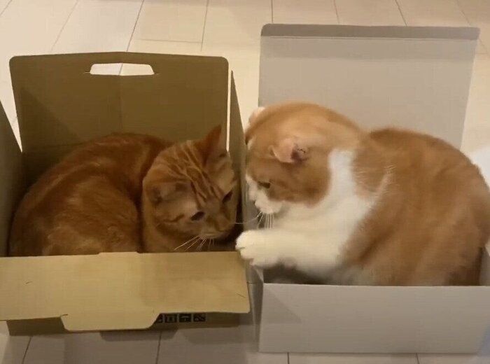箱の猫