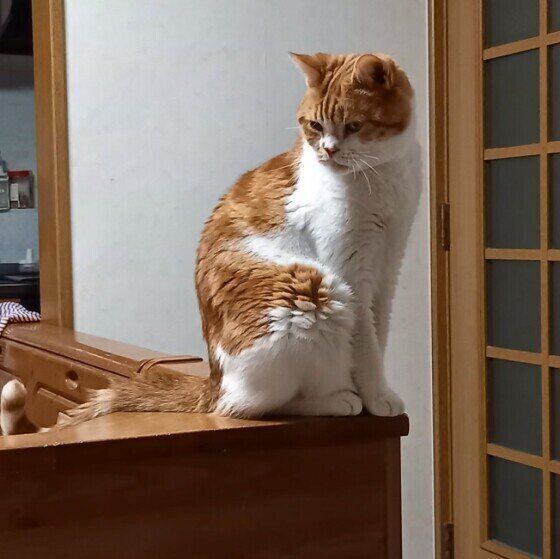 座る猫
