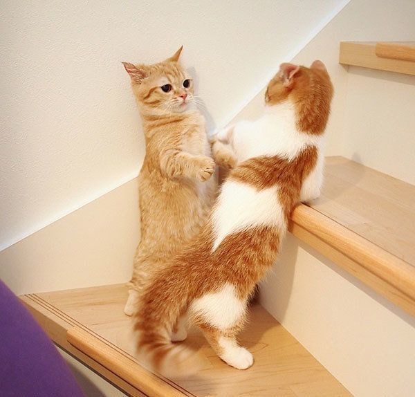 遊ぶプリンちゃんとぱんだちゃん