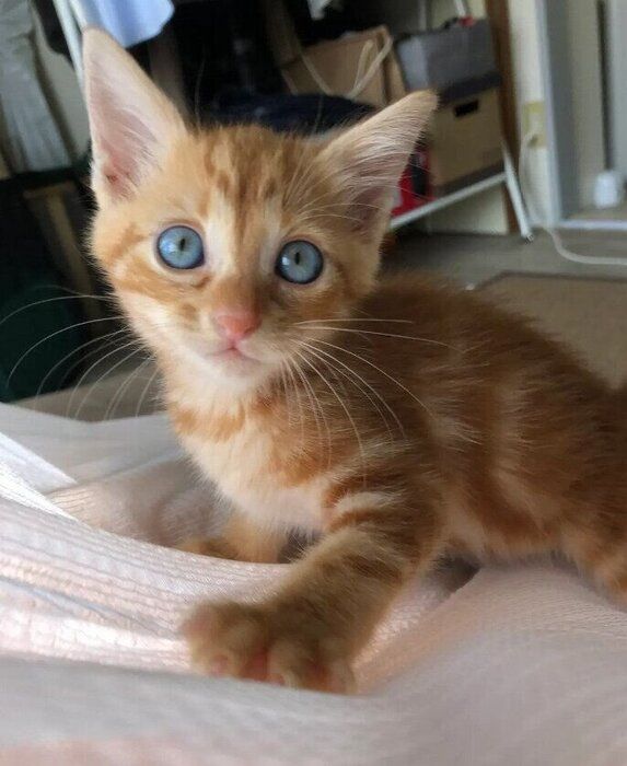 生後1~2カ月の子猫