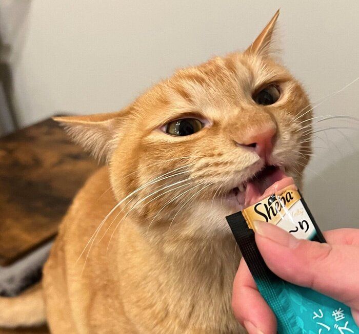 おやつを食べるテトくん