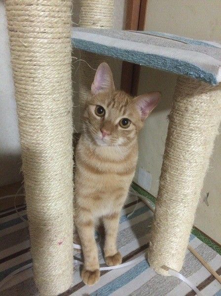 おもちゃを待つちはるくん♪