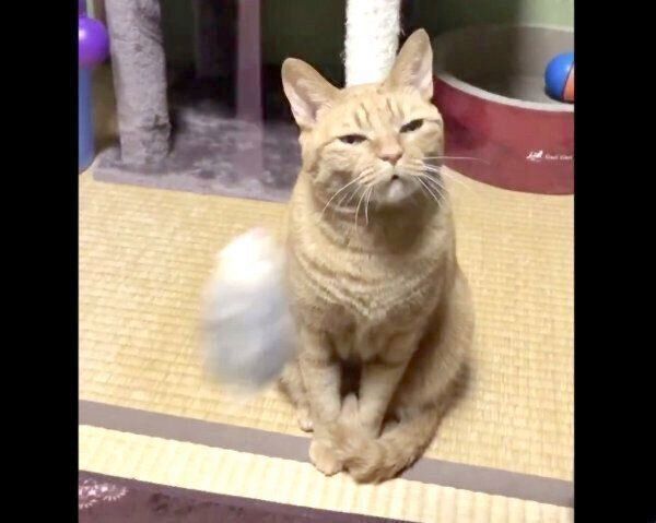 猫じゃらしに無反応なポン子ちゃん