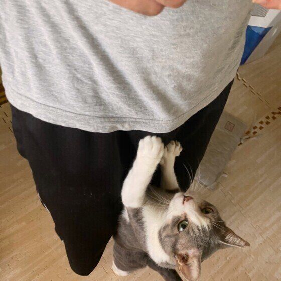 立ち上がる猫