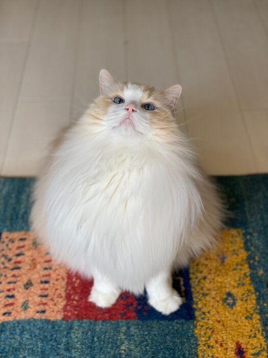 飼い主を見つめるラグドール