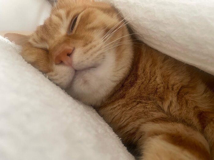 飼い主さんと添い寝する琥太郎くん
