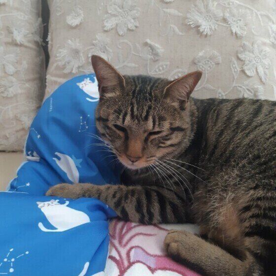 キジトラのむぎくん
