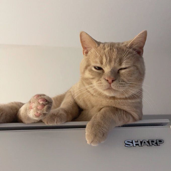 別の日の様子　冷蔵庫でリラックスするおもちくん