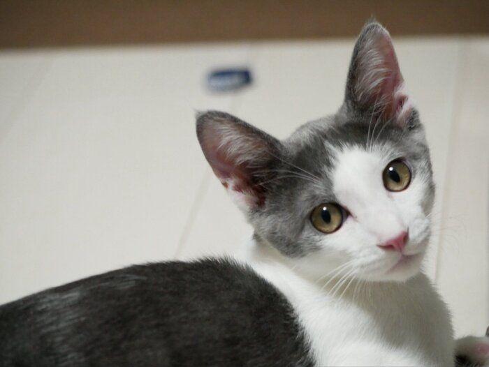 飼い主を見つめる猫