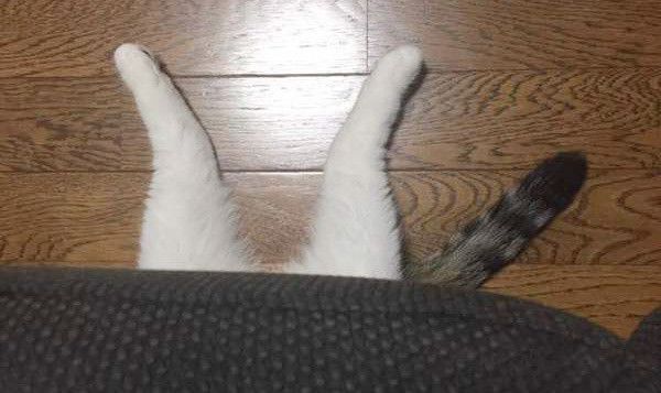 隠れる猫