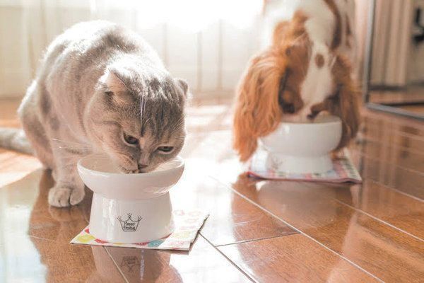 猫の好み