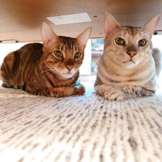 床暖房で温まるベンガル(オス)