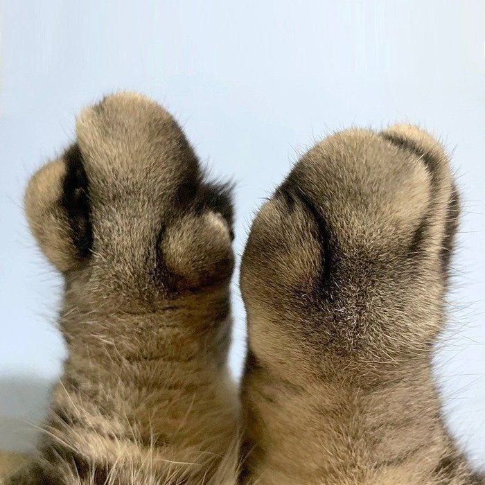 @tacos_cat