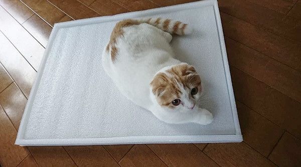 見つめるスコティッシュフォールド